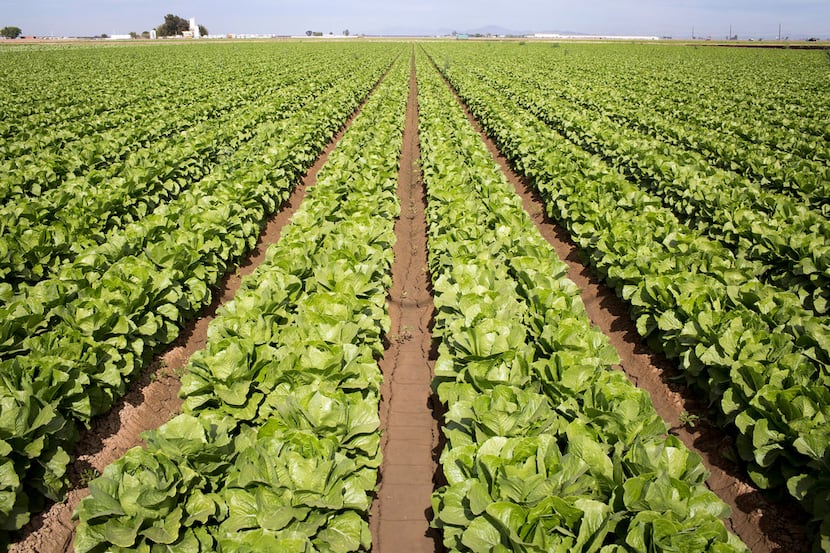 A romaine lettuce field near San Luis, Ariz. E. coli linked to romaine lettuce from the...