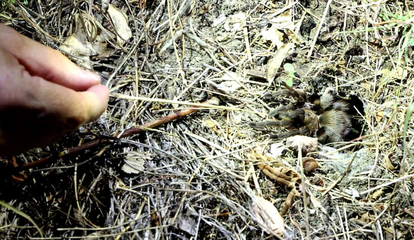 A Texas Brown tarantula is coaxed from his safe place underground by Sam Kieschnick of the...