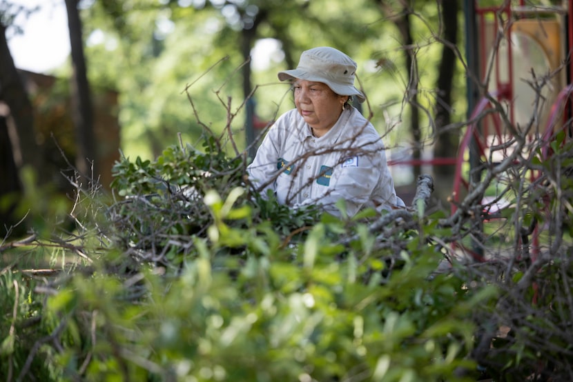 Patricia Aguilar, a maintenance staffer with the Dallas Park and Recreation Department,...