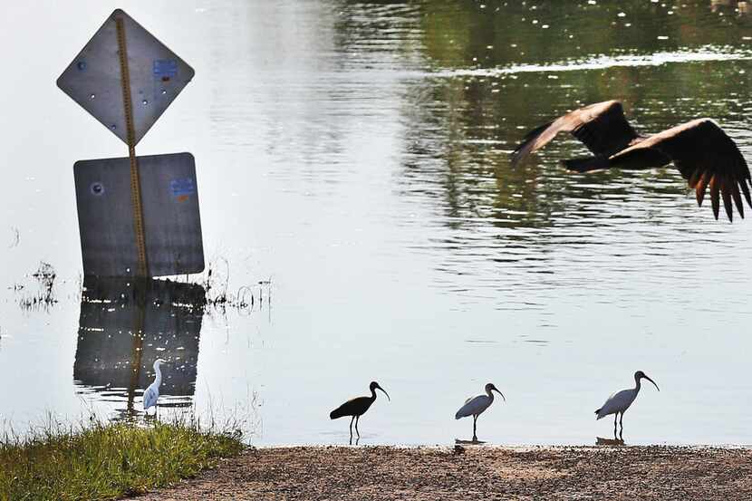 A variety of fowl find a dry perch in the Barker reservoir in west Houston. (Louis...