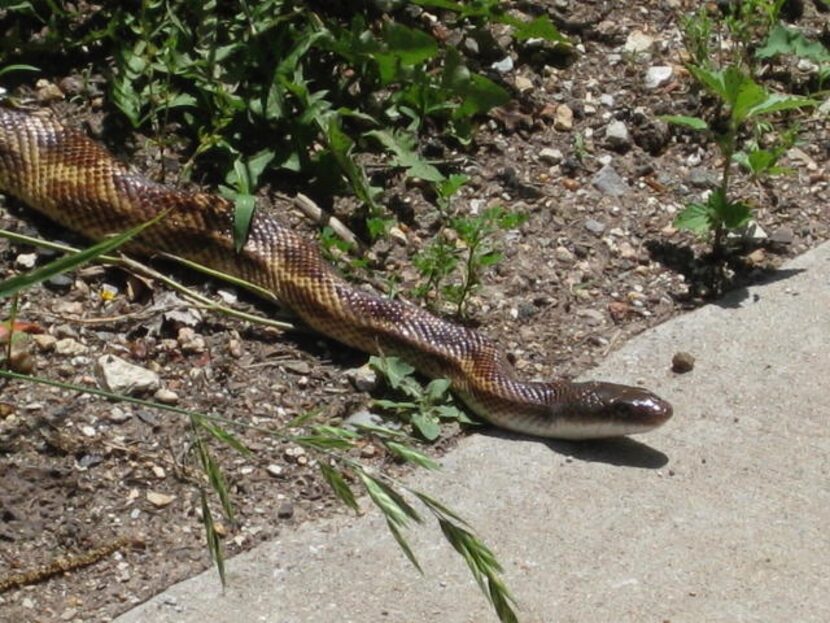 Nonvenomous snakes are generally longer and skinnier than venomous snakes, with narrow heads.