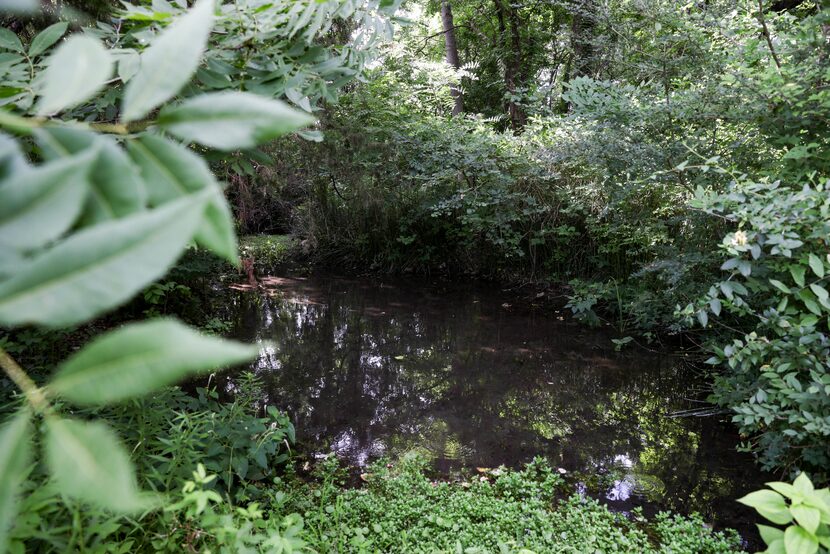 Water flows from Big Spring into an adjacent pool Wednesday, part of the Great Trinity...