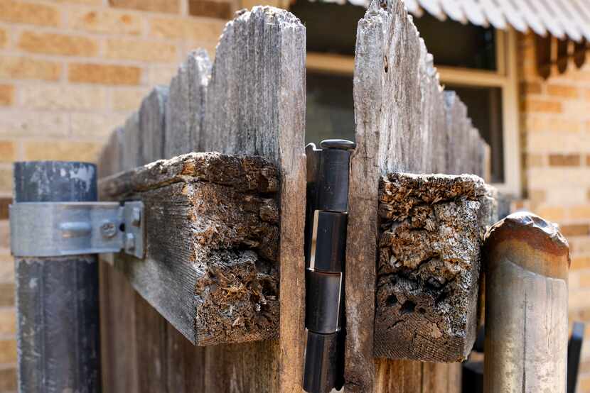 Rotting wood is seen on a part of Michelle Duncan’s fence, Monday, Aug. 21, 2023, in...