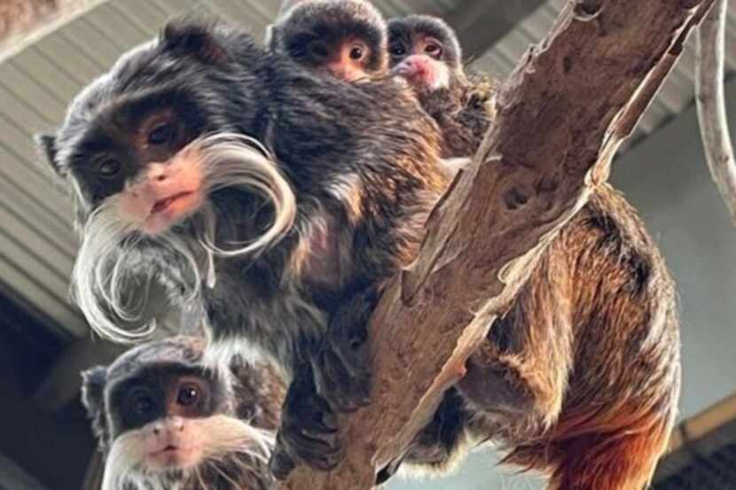The twin emperor tamarin monkeys were born March 29 to mom Lettie and dad Roger.