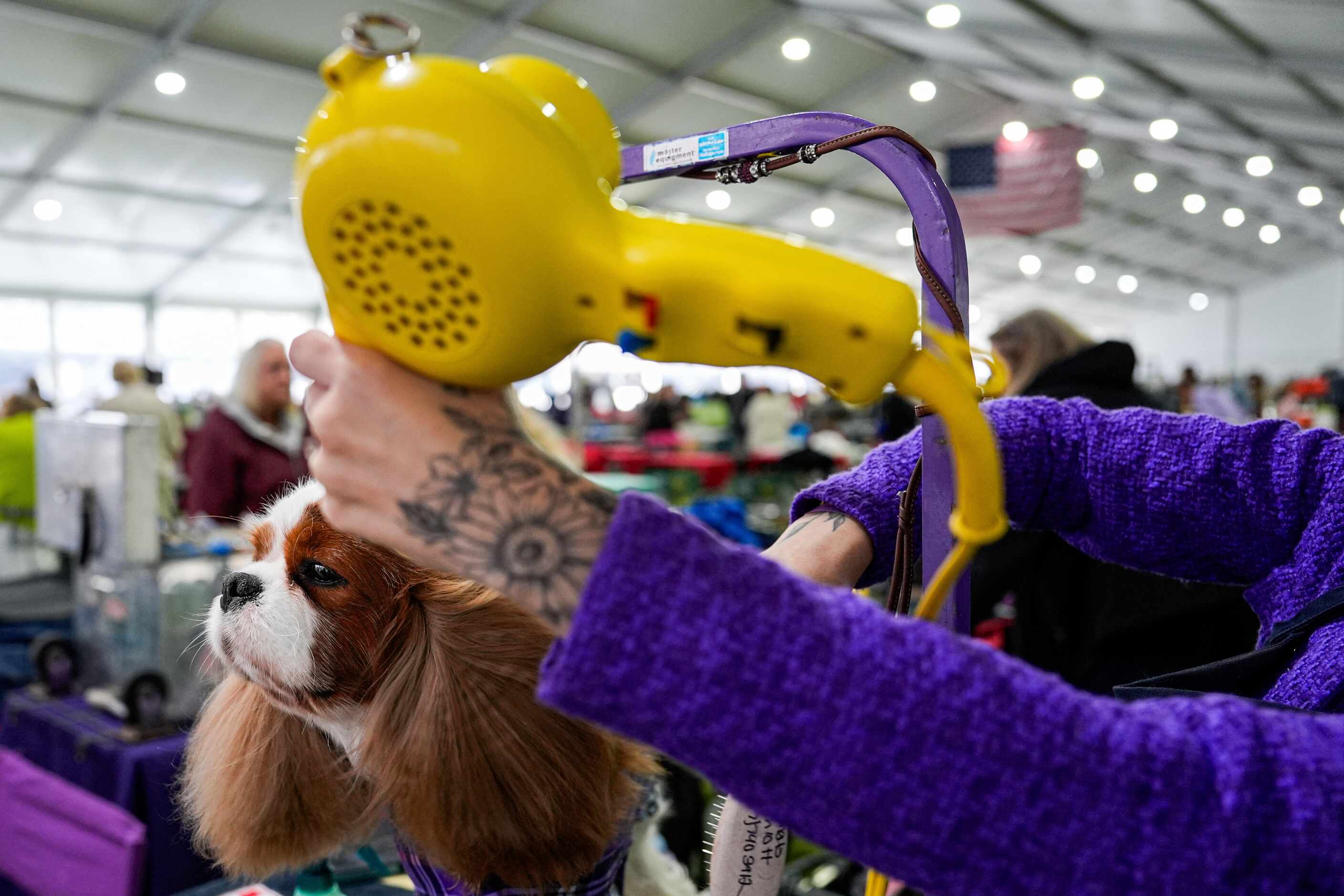 A dog is groomed during the 148th Westminster Kennel Club Dog show, Monday, May 13, 2024, at...