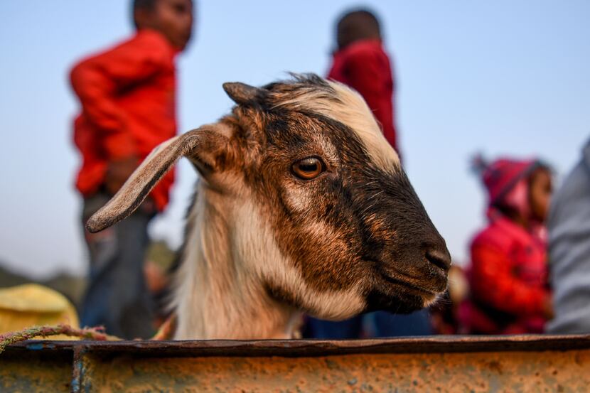 "The Story of a Goat" by Perumal Murugan is just that -- and it works, beautifully.