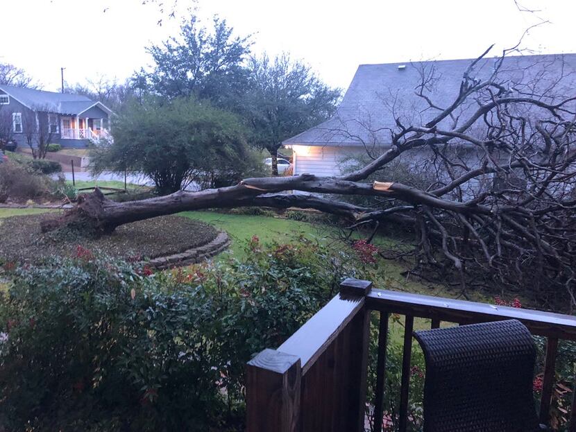 A fallen tree from overnight storms  on Neches Street in Oak Cliff on Wednesday.