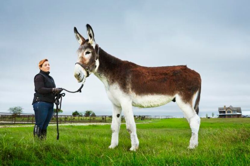 
Red Oak resident Cara Yellott’s donkey Romulus holds the mark as the world’s tallest...