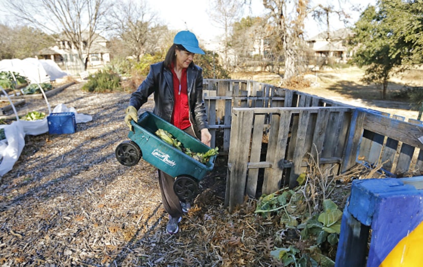 Carrie Dubberley of Plano dumps wilted iceberg lettuce damaged from recent freezing weather...