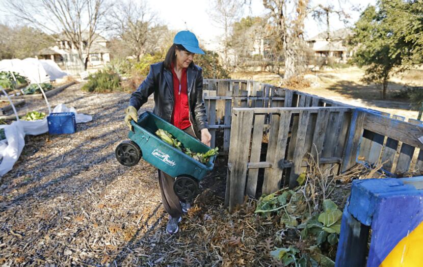 Carrie Dubberley of Plano dumps wilted iceberg lettuce damaged from recent freezing weather...