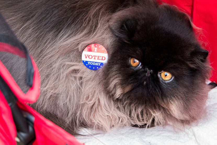 "James Bond," an 8-month-old Black Solid Persian, wears an "I Voted" sticker put on by his...