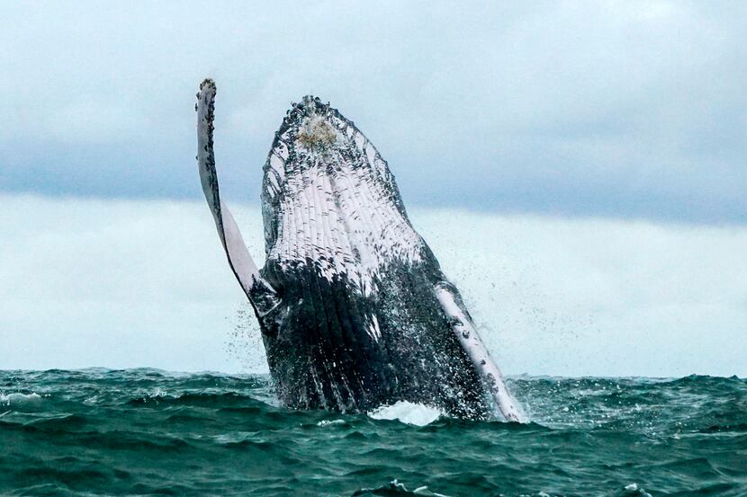 A Humpback whale jumps in the surface of the Pacific Ocean at the Uramba Bahia Malaga...
