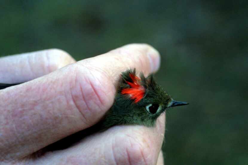 The male ruby-crowned kinglet flashes red to signal agitation. The tiny bird winters in...