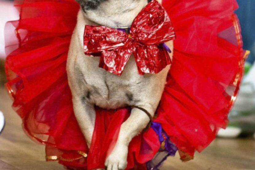 Pugs will don their cutest outfits for Project Pugway on Saturday.