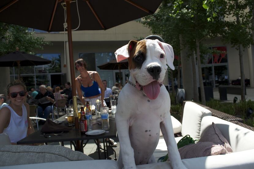 Dogs joined their owners for patio dining at Paws on the Plaza at One Arts Plaza in the...