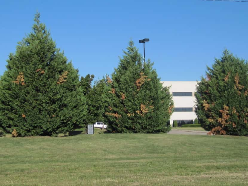 Leyland cypress tree with seridium canker disease in Richardson