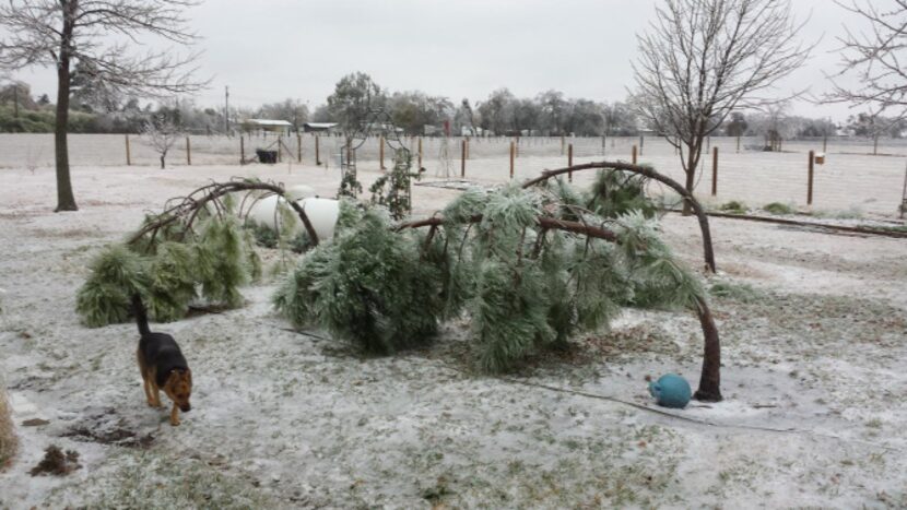 If trees bent double by the weight of frozen rain on their limbs and foliage do not...