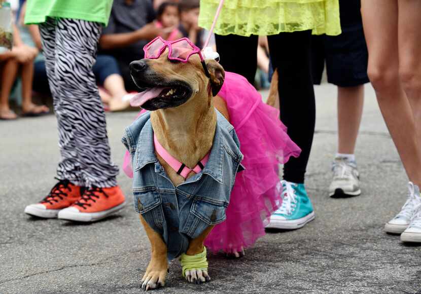 A pup sports '80s clothing during the pooch parade at Easter in Lee Park, hosted by the Lee...