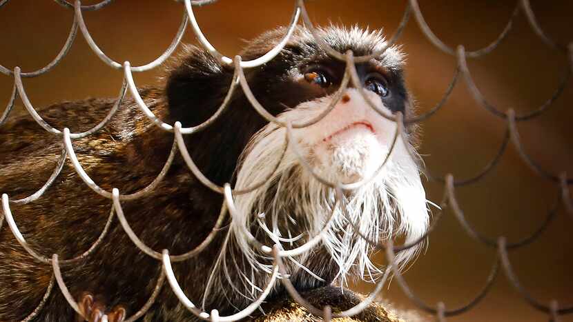 A bearded emperor tamarin monkey basks in the sunlight of its enclosure at the Dallas Zoo on...