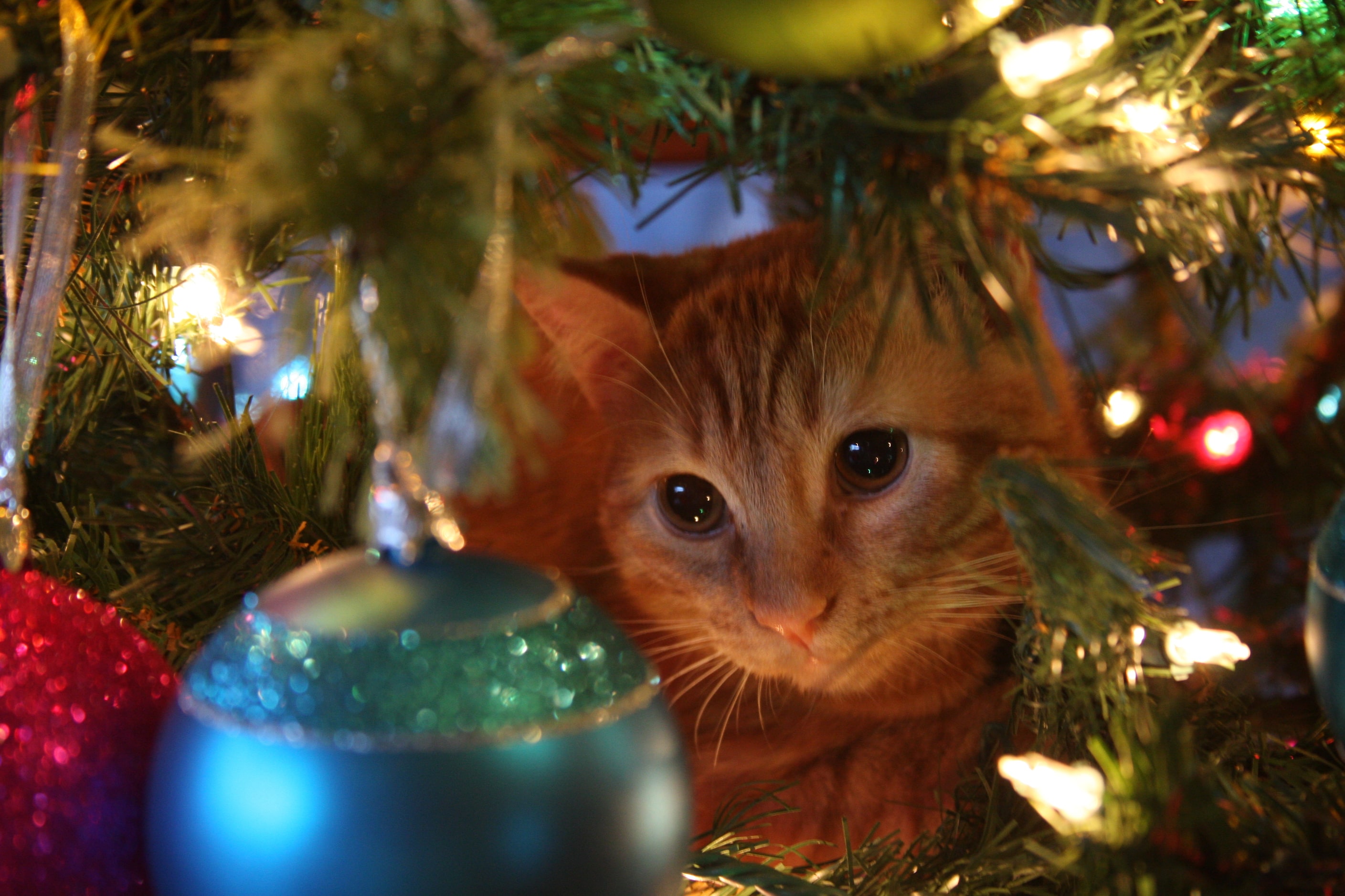 Garfield plays in Aimee Wilson's  Christmas tree in her photo titled "Christmas Kitty." 