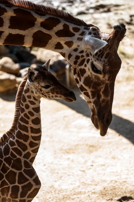 Marekani, born on the Fourth of July, made her public debut in the Giants of the Savanna...