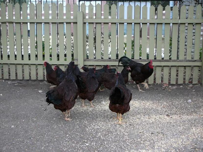 A flock of exhibition Rhode Islands Reds, an American heritage breed, was donated to Dallas...