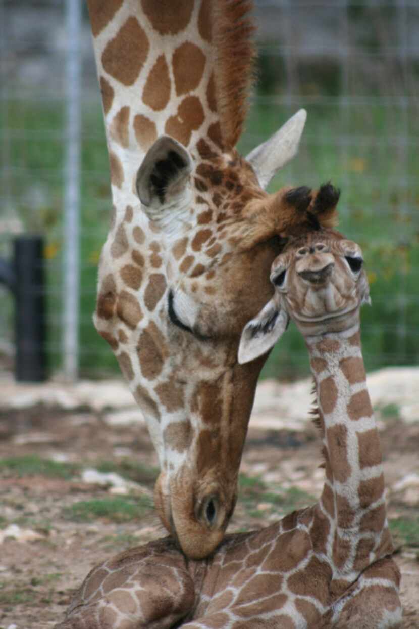 In May, twin reticulated giraffes were born at Natural Bridge Wildlife Ranch. Wasswa and...