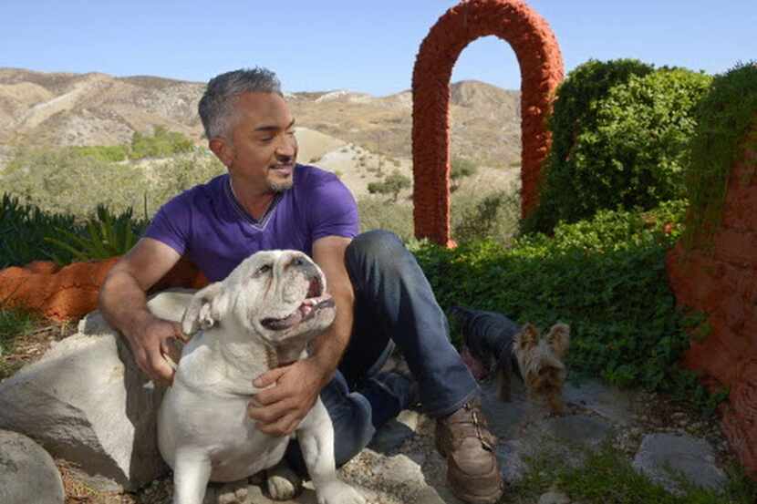 César Millán estelariza el programa de televisión “Encantador de Perros” de la cadena...