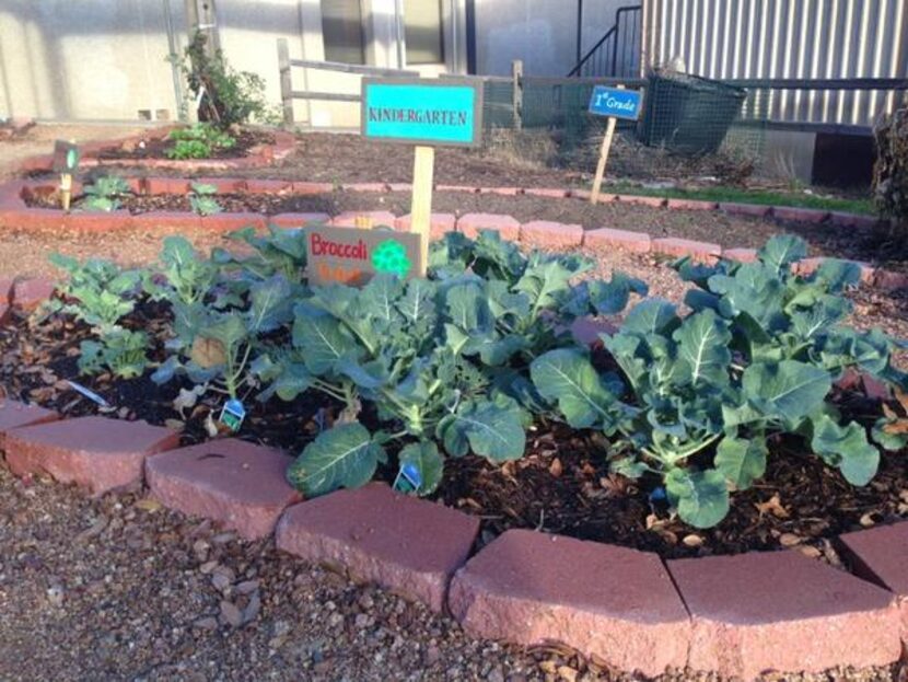 
Before vandals destroyed them, the broccoli plants in the kindergarten bed at Alex Sanger...