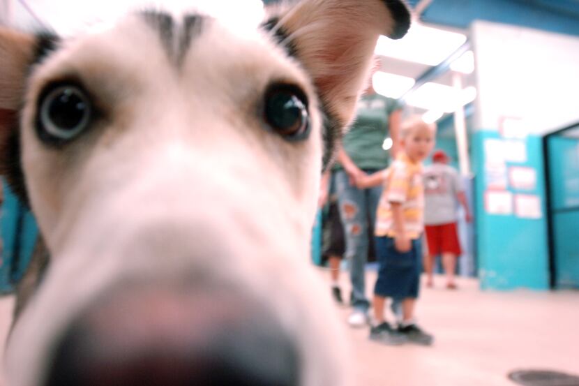 The Allen Animal Control and Shelter's goal this year is to initiate a spay-neuter program,...