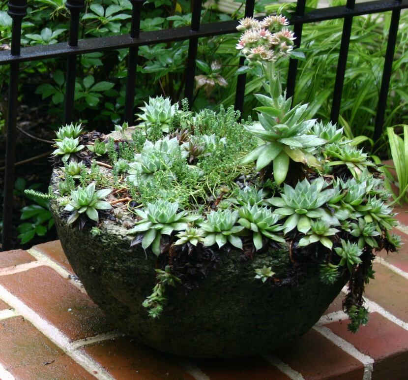 You can create a small succulent garden in a pot.