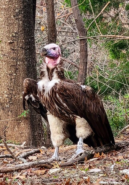 This January 2023 photo provided by the Dallas Zoo shows Pin, an endangered lappet-faced...