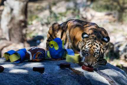 The Dallas Zoo's tiger cub, Sumini snacks on a bloodsicle after picking the winner of Super...
