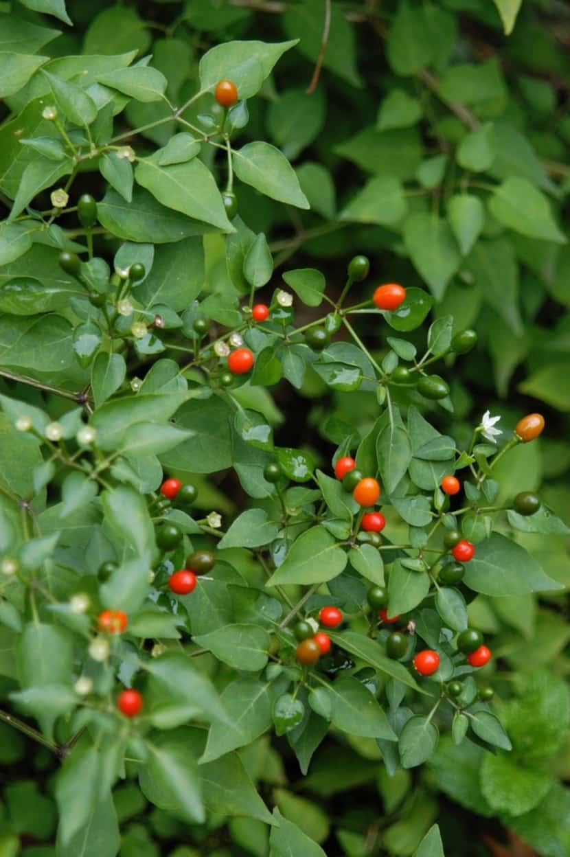 Pequin pepper is a hot chili pepper cultivar commonly used as a spice. 