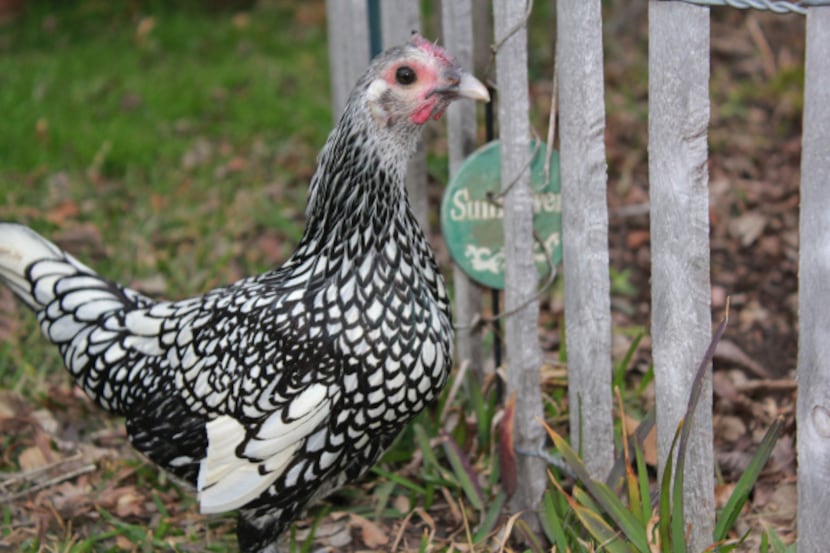 Miller says her small flock of backyard hens is "a part of my life." She says she will bring...