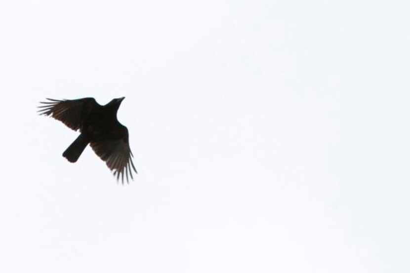 
An American Crow flies during a bird watching event conducted by David Sibley, guru of the...