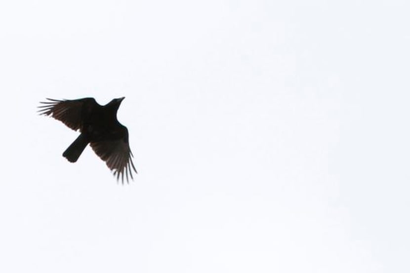 
An American Crow flies during a bird watching event conducted by David Sibley, guru of the...