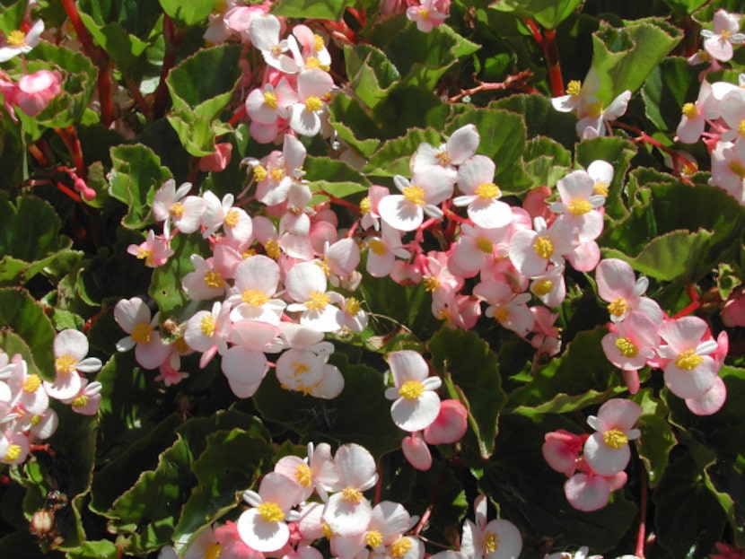 'Stara' begonia is the only waxleaf bedding begonia the Dallas Arborewtum tested that stays...