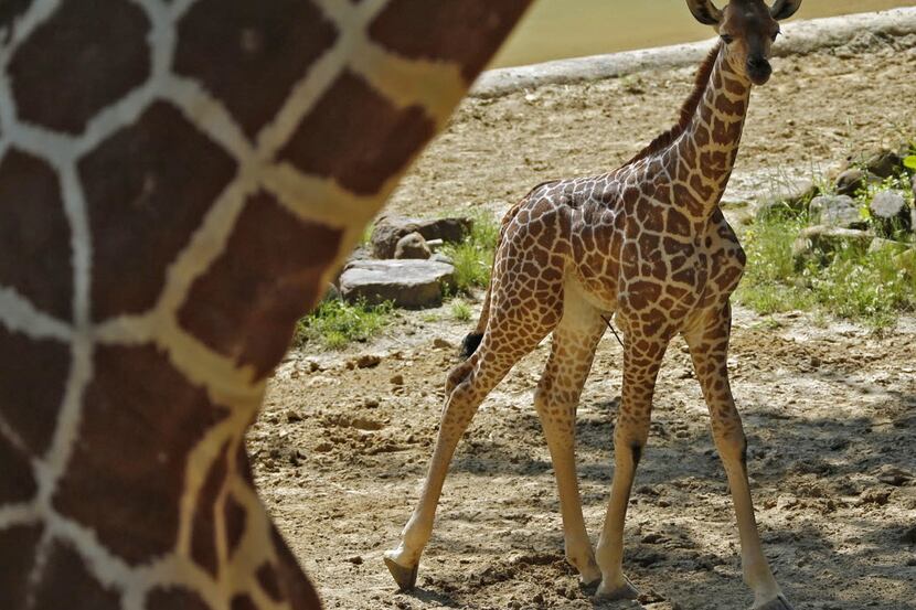 Kipenzi the baby giraffe is unveiled for the public at the Giants of the Savannah exhibit at...