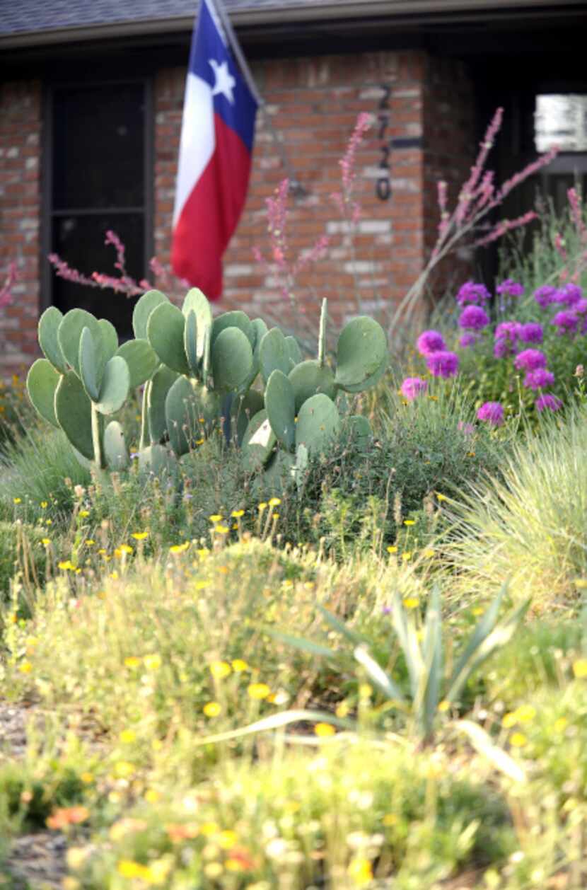 Michael McDowell's front yard on Meadowbrook Court in Plano is full of drought tolerant plants.