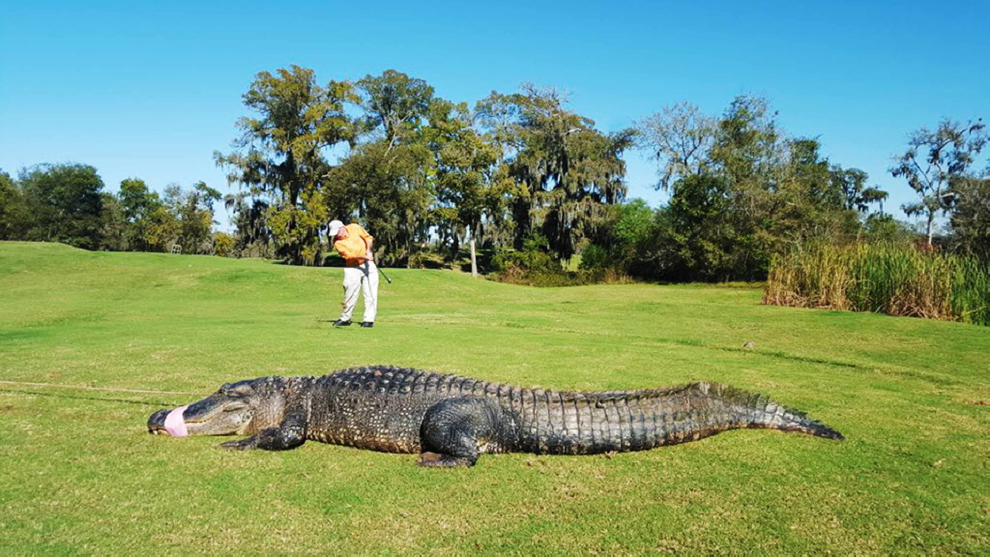 Sherrington: Houston area golf club decides 12-foot alligator needs to find  a new home