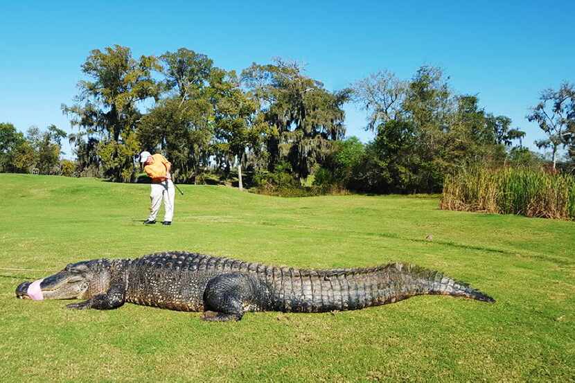 A golfer hits his shot after the alligator dubbed "Chubbs" was caught at the River Pointe...