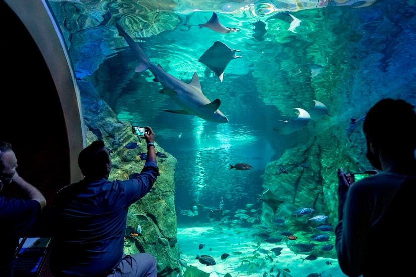 Dallas City Council member Adam Bazaldua views the shark canyon exhibit during a tour of St....