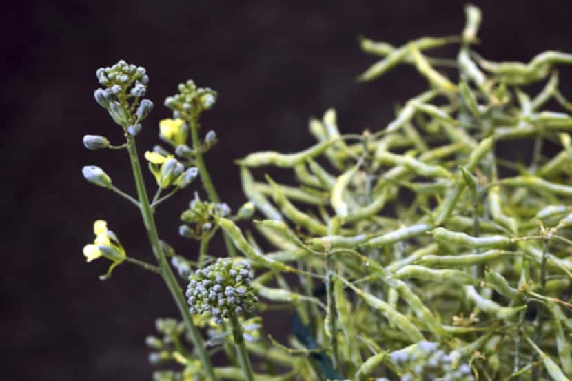 Cornell University is developing broccoli that can be grown in warmer climates so that the...