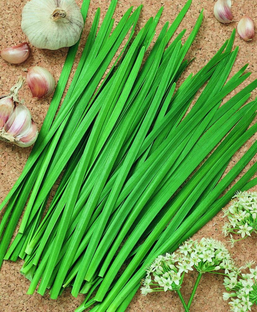 "Geisha" garlic chives have bright green strap leaves with mild garlic flavor. 