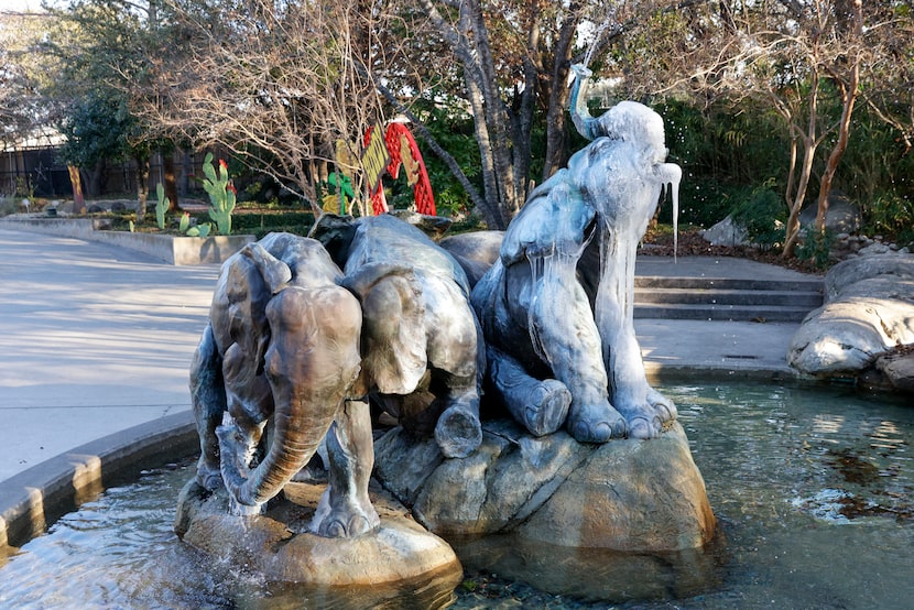 Ice covers an elephant fountain at the Dallas Zoo, Wednesday, Jan. 8, 2025, in Dallas.