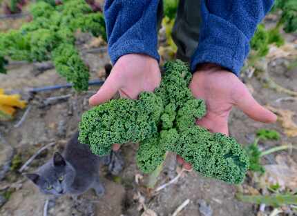 Kale is a tough, bitter and leafy green praised by foodies and hipsters for its health...