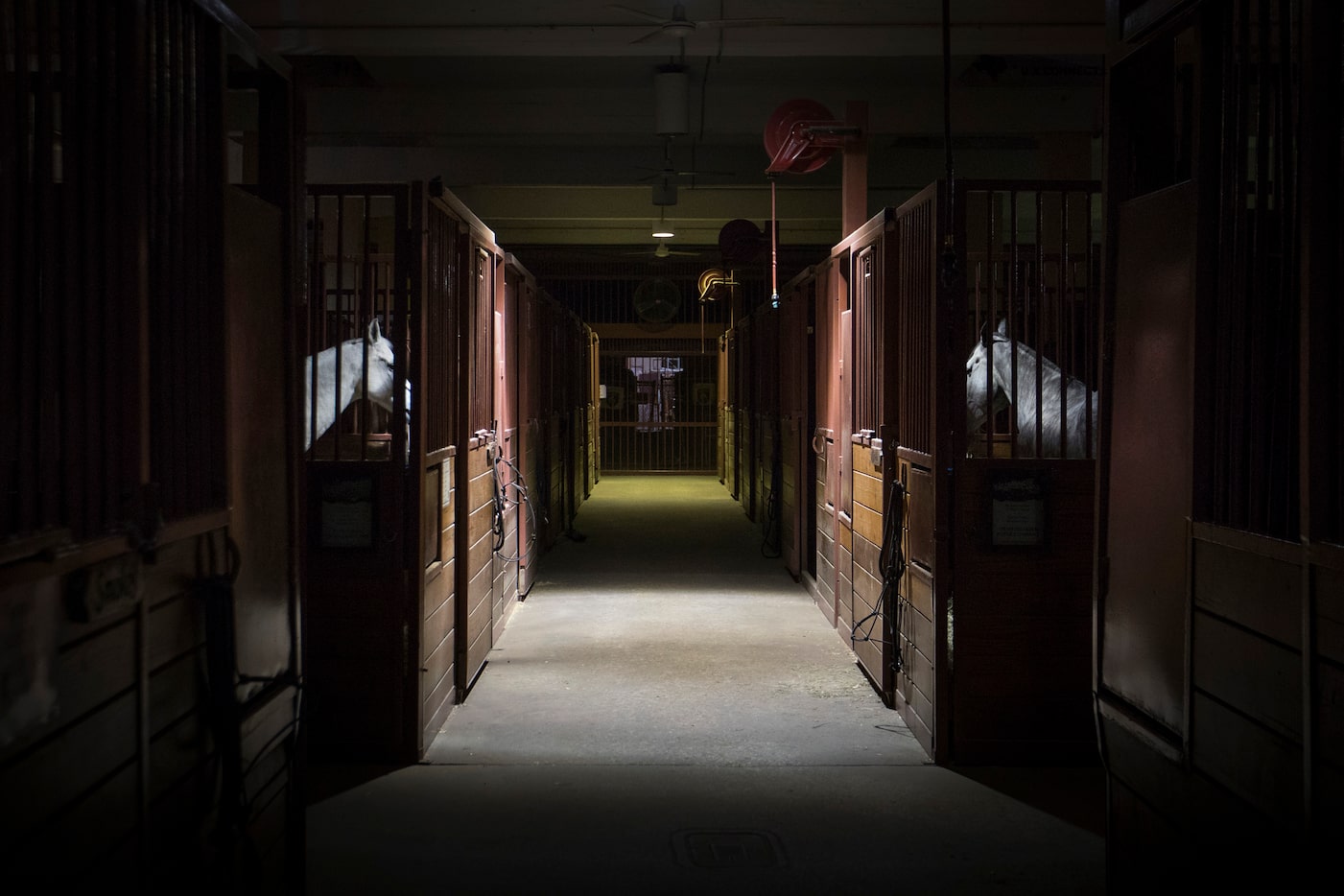 Horses are seen in darkened stables at the State Fair of Texas.