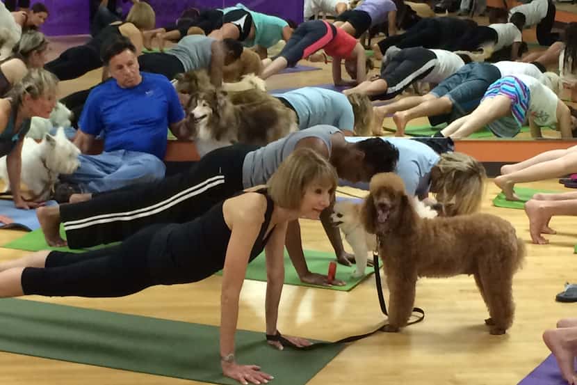 Psst. Someone remind this dog that he's supposed to be showing US how to do downward-dog....