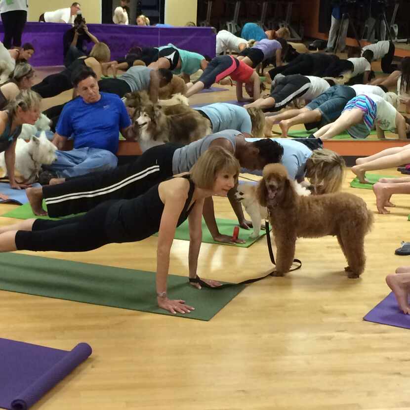 Psst. Someone remind this dog that he's supposed to be showing US how to do downward-dog....